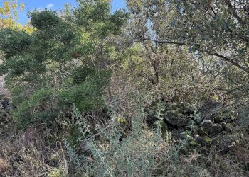 Non correlato - Terreno agricolo Contrada Difesa, Belpasso - foto 6