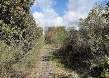 Giardino - Terreno agricolo Contrada Difesa, Belpasso - foto 12