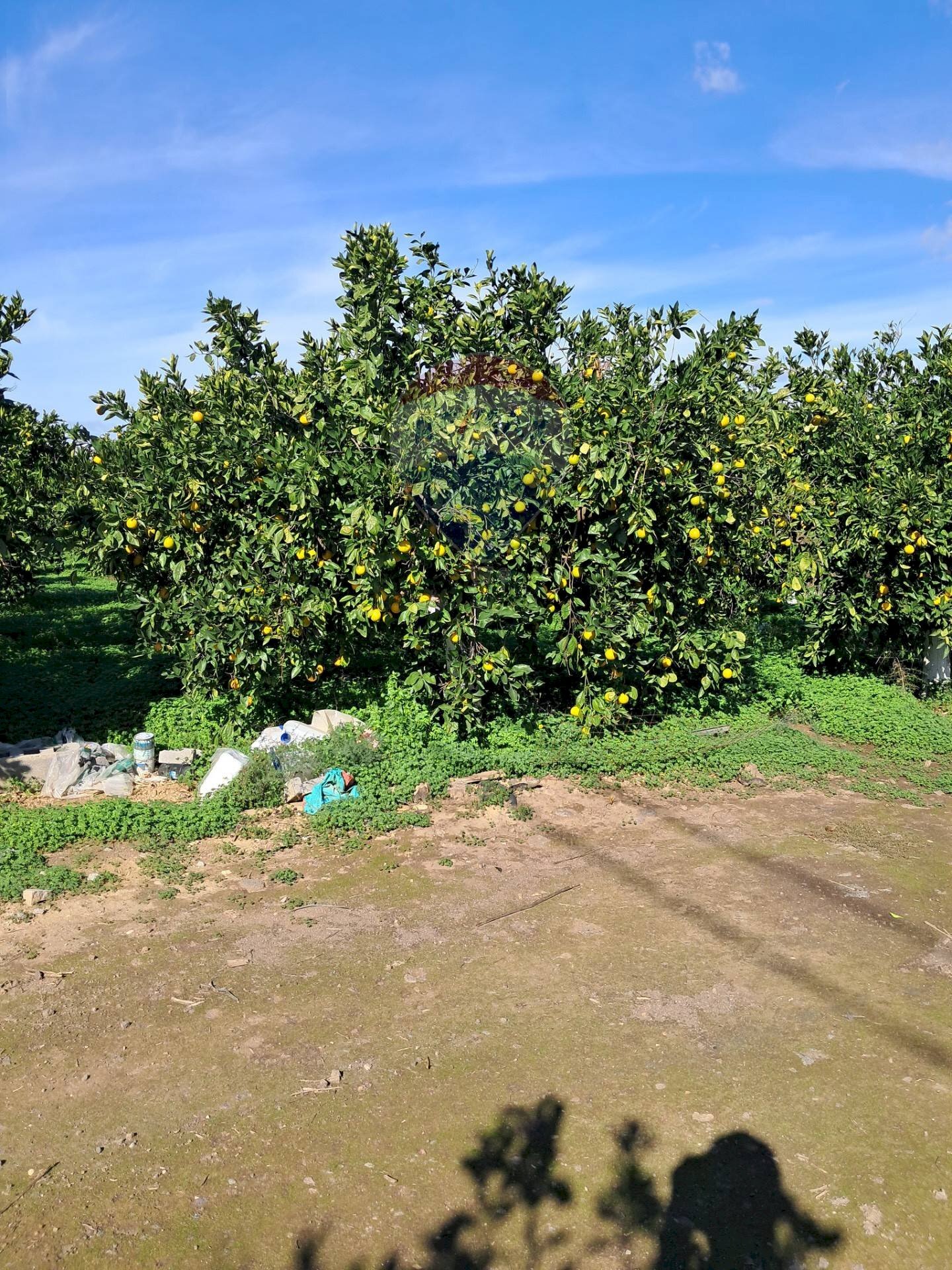 Giardino - Terreno agricolo Pietralunga, Paterno - foto 3