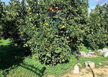 Giardino - Terreno agricolo Pietralunga, Paterno - foto 2