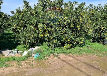 Giardino - Terreno agricolo Pietralunga, Paterno - foto 3