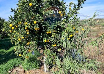 Giardino - Terreno agricolo Pietralunga, Paterno - foto 4