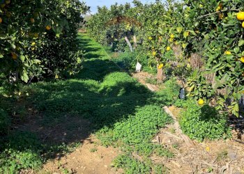 Giardino - Terreno agricolo Pietralunga, Paterno - foto 5