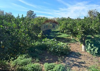 Giardino - Terreno agricolo Pietralunga, Paterno - foto 7