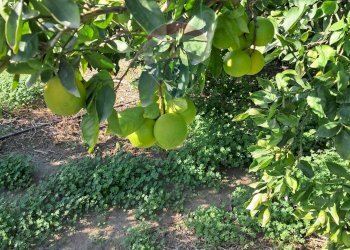 Giardino - Terreno agricolo Pietralunga, Paterno - foto 8