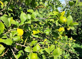 Giardino - Terreno agricolo Pietralunga, Paterno - foto 9