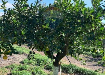 Giardino - Terreno agricolo Pietralunga, Paterno - foto 10