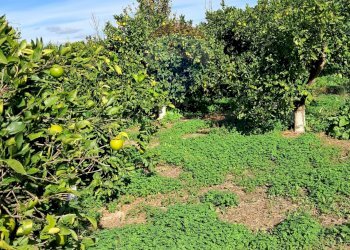 Giardino - Terreno agricolo Pietralunga, Paterno - foto 11