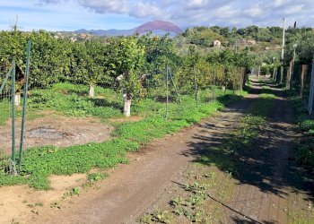 Giardino - Terreno agricolo Pietralunga, Paterno - foto 12