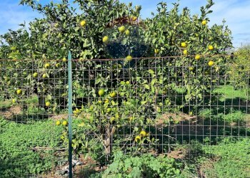 Giardino - Terreno agricolo Pietralunga, Paterno - foto 14