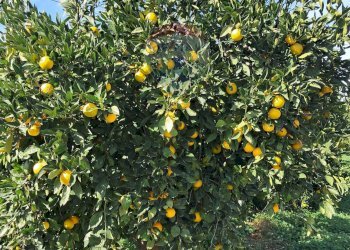 Giardino - Terreno agricolo Pietralunga, Paterno - foto 15