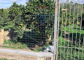 Giardino - Terreno agricolo Pietralunga, Paterno - foto 16