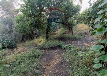 Giardino - Independent house Scorsonello
 
snc, Savoca - photo 4