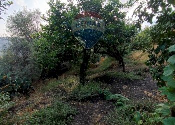 Giardino - Independent house Scorsonello
 
snc, Savoca - photo 5