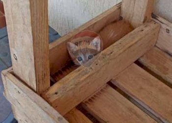 Dettagli - Villa piano dell'acqua, Chiaramonte Gulfi - foto 35