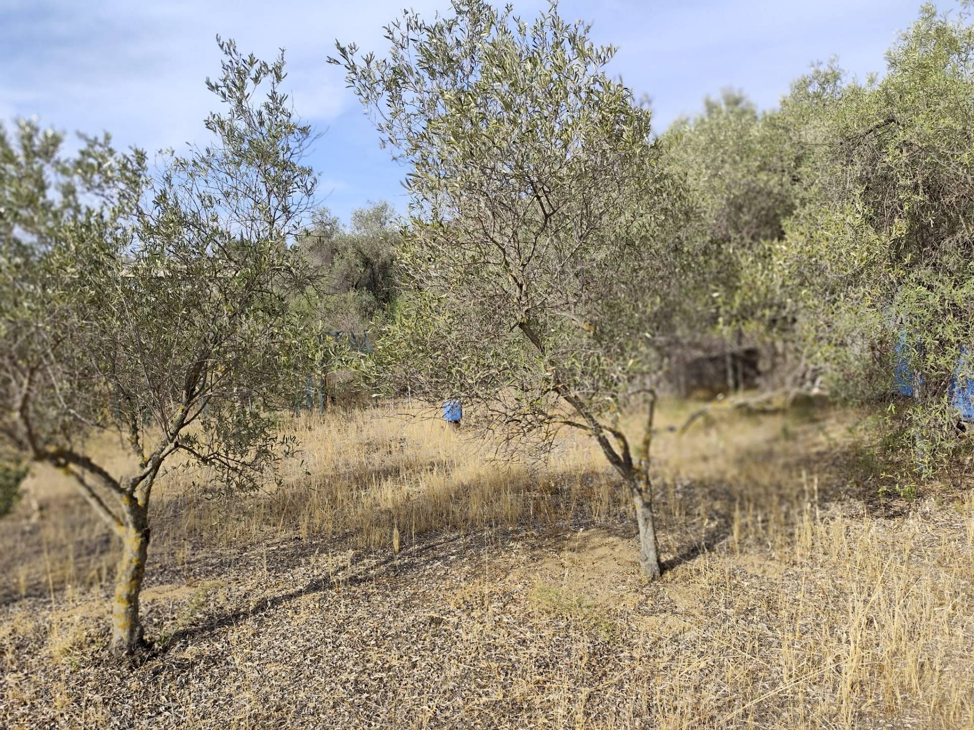 Foto 2 - Terreno edificabile Località Su Tremini, Monserrato - foto 2