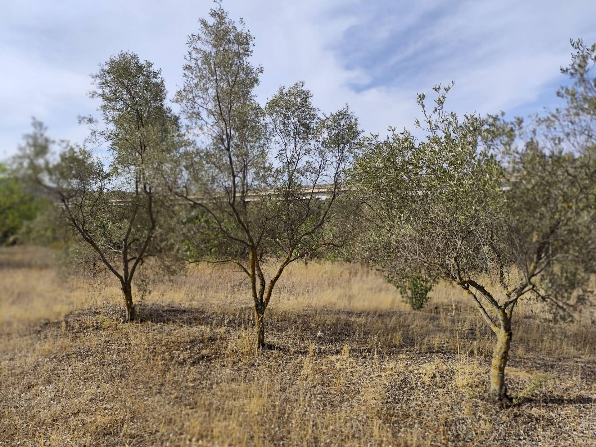 Foto 3 - Terreno edificabile Località Su Tremini, Monserrato - foto 3