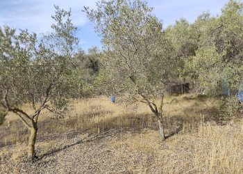 Foto 2 - Terreno edificabile Località Su Tremini, Monserrato - foto 2