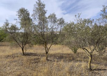 Foto 3 - Terreno edificabile Località Su Tremini, Monserrato - foto 3