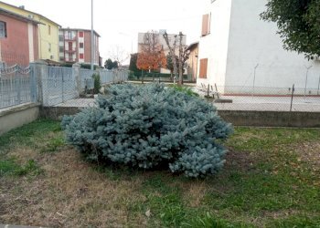Giardino - Villa via Canzio Zoldi, Novi di Modena - foto 7