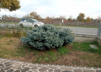 Terreno - Villa via Canzio Zoldi, Novi di Modena - foto 14