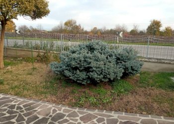 Terreno - Villa via Canzio Zoldi, Novi di Modena - foto 15