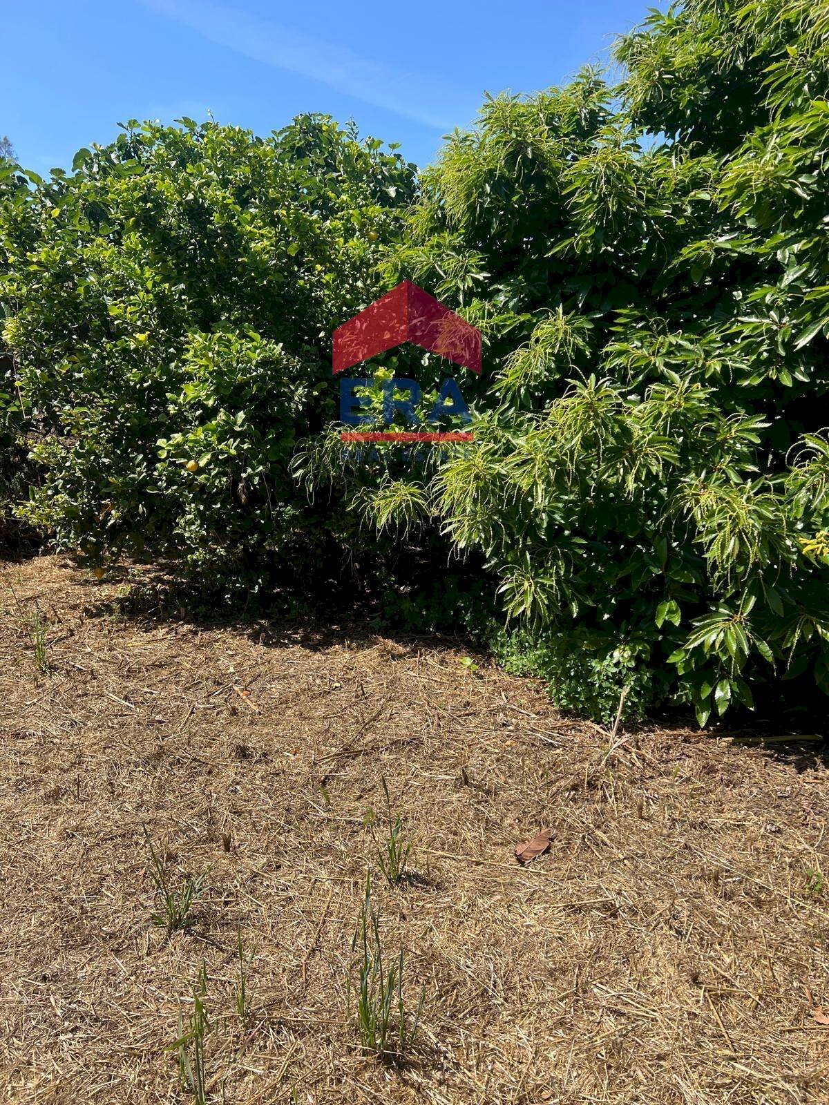 Foto 2 - Terreno agricolo Via Catira
 
27, San Giovanni la Punta - foto 2