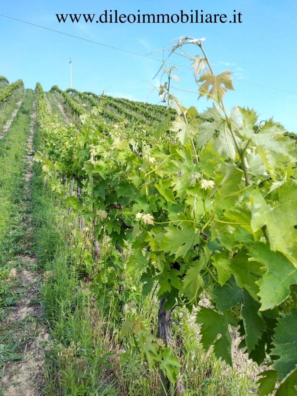 01 DILEOIMMOBILIAREVENDEVIGNETOCONPOSSIBILITA\'DICO - Agricultural land Montefiore dell'Aso - photo 1