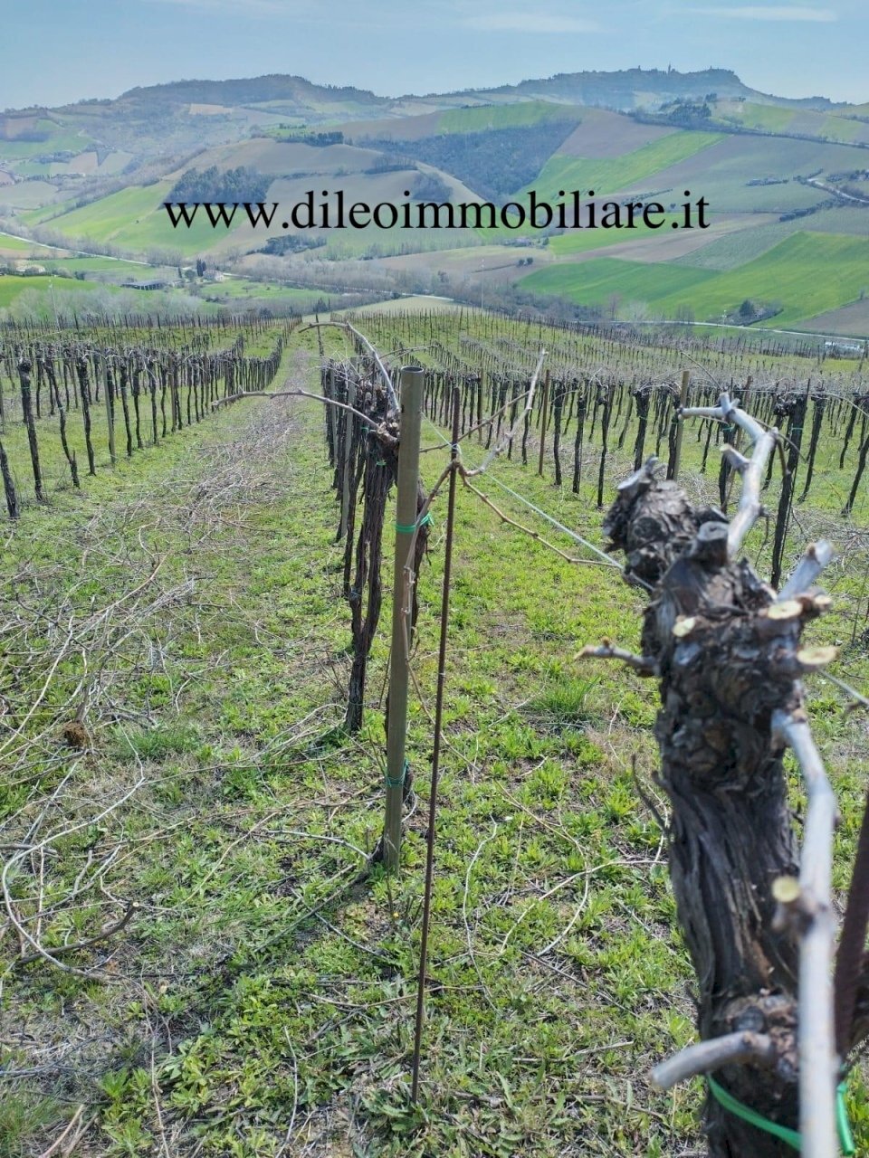 02 DILEOIMMOBILIAREVENDEVIGNETOCONPOSSIBILITA\'DICO - Agricultural land Montefiore dell'Aso - photo 2