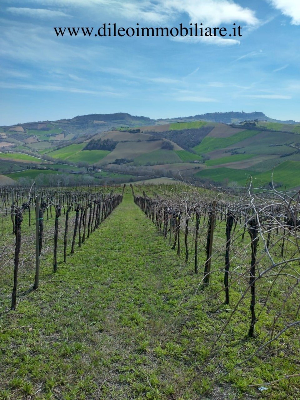 03 DILEOIMMOBILIAREVENDEVIGNETOCONPOSSIBILITA\'DICO - Agricultural land Montefiore dell'Aso - photo 3