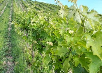 01 DILEOIMMOBILIAREVENDEVIGNETOCONPOSSIBILITA\'DICO - Terreno agricolo Montefiore dell'Aso - foto 1