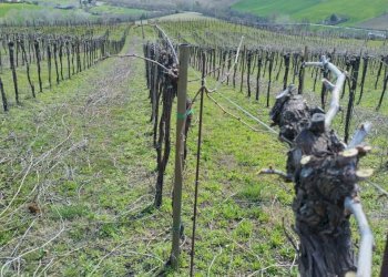 02 DILEOIMMOBILIAREVENDEVIGNETOCONPOSSIBILITA\'DICO - Terreno agricolo Montefiore dell'Aso - foto 2