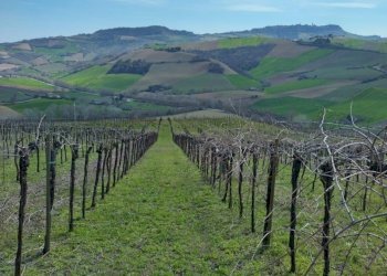 03 DILEOIMMOBILIAREVENDEVIGNETOCONPOSSIBILITA\'DICO - Terreno agricolo Montefiore dell'Aso - foto 3