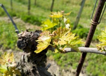 04 DILEOIMMOBILIAREVENDEVIGNETOCONPOSSIBILITA\'DICO - Terreno agricolo Montefiore dell'Aso - foto 4