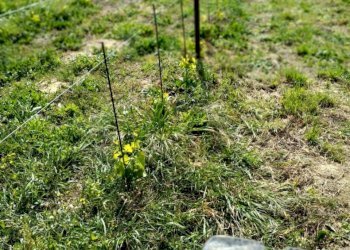 05 DILEOIMMOBILIAREVENDEVIGNETOCONPOSSIBILITA\'DICO - Terreno agricolo Montefiore dell'Aso - foto 5