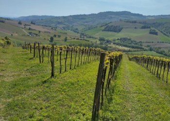 07 DILEOIMMOBILIAREVENDEVIGNETOCONPOSSIBILITA\'DICO - Terreno agricolo Montefiore dell'Aso - foto 7