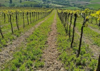 08 DILEOIMMOBILIAREVENDEVIGNETOCONPOSSIBILITA\'DICO - Terreno agricolo Montefiore dell'Aso - foto 8