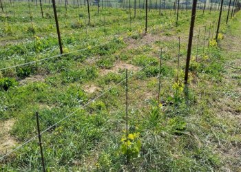 09 DILEOIMMOBILIAREVENDEVIGNETOCONPOSSIBILITA\'DICO - Terreno agricolo Montefiore dell'Aso - foto 9