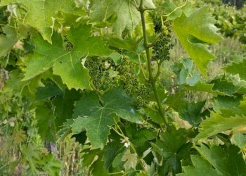 10 DILEOIMMOBILIAREVENDEVIGNETOCONPOSSIBILITA\'DICO - Terreno agricolo Montefiore dell'Aso - foto 10