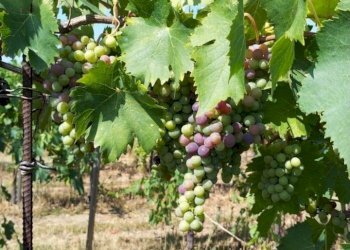 11 DILEOIMMOBILIAREVENDEVIGNETOCONPOSSIBILITA\'DICO - Terreno agricolo Montefiore dell'Aso - foto 11