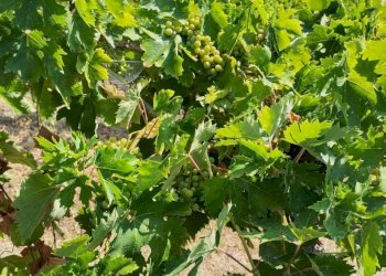 12 DILEOIMMOBILIAREVENDEVIGNETOCONPOSSIBILITA\'DICO - Terreno agricolo Montefiore dell'Aso - foto 12