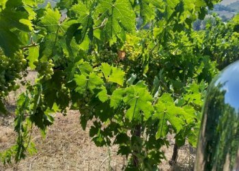 13 DILEOIMMOBILIAREVENDEVIGNETOCONPOSSIBILITA\'DICO - Terreno agricolo Montefiore dell'Aso - foto 13