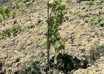 14 DILEOIMMOBILIAREVENDEVIGNETOCONPOSSIBILITA\'DICO - Terreno agricolo Montefiore dell'Aso - foto 14