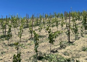 15 DILEOIMMOBILIAREVENDEVIGNETOCONPOSSIBILITA\'DICO - Terreno agricolo Montefiore dell'Aso - foto 15