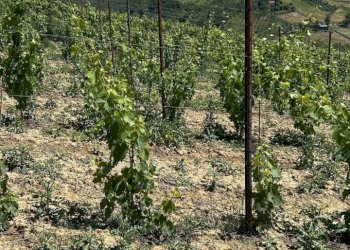 16 DILEOIMMOBILIAREVENDEVIGNETOCONPOSSIBILITA\'DICO - Terreno agricolo Montefiore dell'Aso - foto 16