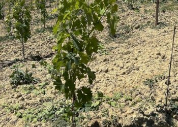 17 DILEOIMMOBILIAREVENDEVIGNETOCONPOSSIBILITA\'DICO - Terreno agricolo Montefiore dell'Aso - foto 17