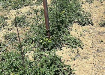 18 DILEOIMMOBILIAREVENDEVIGNETOCONPOSSIBILITA\'DICO - Terreno agricolo Montefiore dell'Aso - foto 18