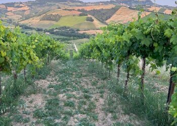 19 DILEOIMMOBILIAREVENDEVIGNETOCONPOSSIBILITA\'DICO - Terreno agricolo Montefiore dell'Aso - foto 19