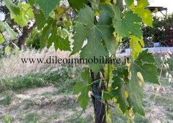 20 DILEOIMMOBILIAREVENDEVIGNETOCONPOSSIBILITA\'DICO - Terreno agricolo Montefiore dell'Aso - foto 20