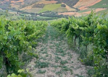 21 DILEOIMMOBILIAREVENDEVIGNETOCONPOSSIBILITA\'DICO - Terreno agricolo Montefiore dell'Aso - foto 21